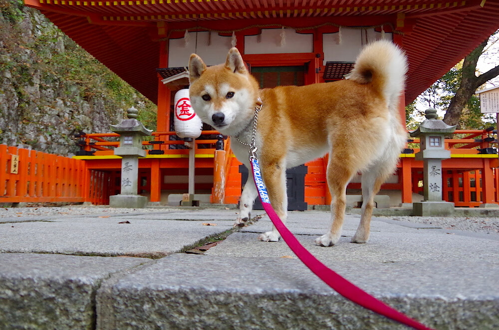 跨界传奇，突尼斯横扫马里之夜，基耶萨在NBA总决赛的足球式接管