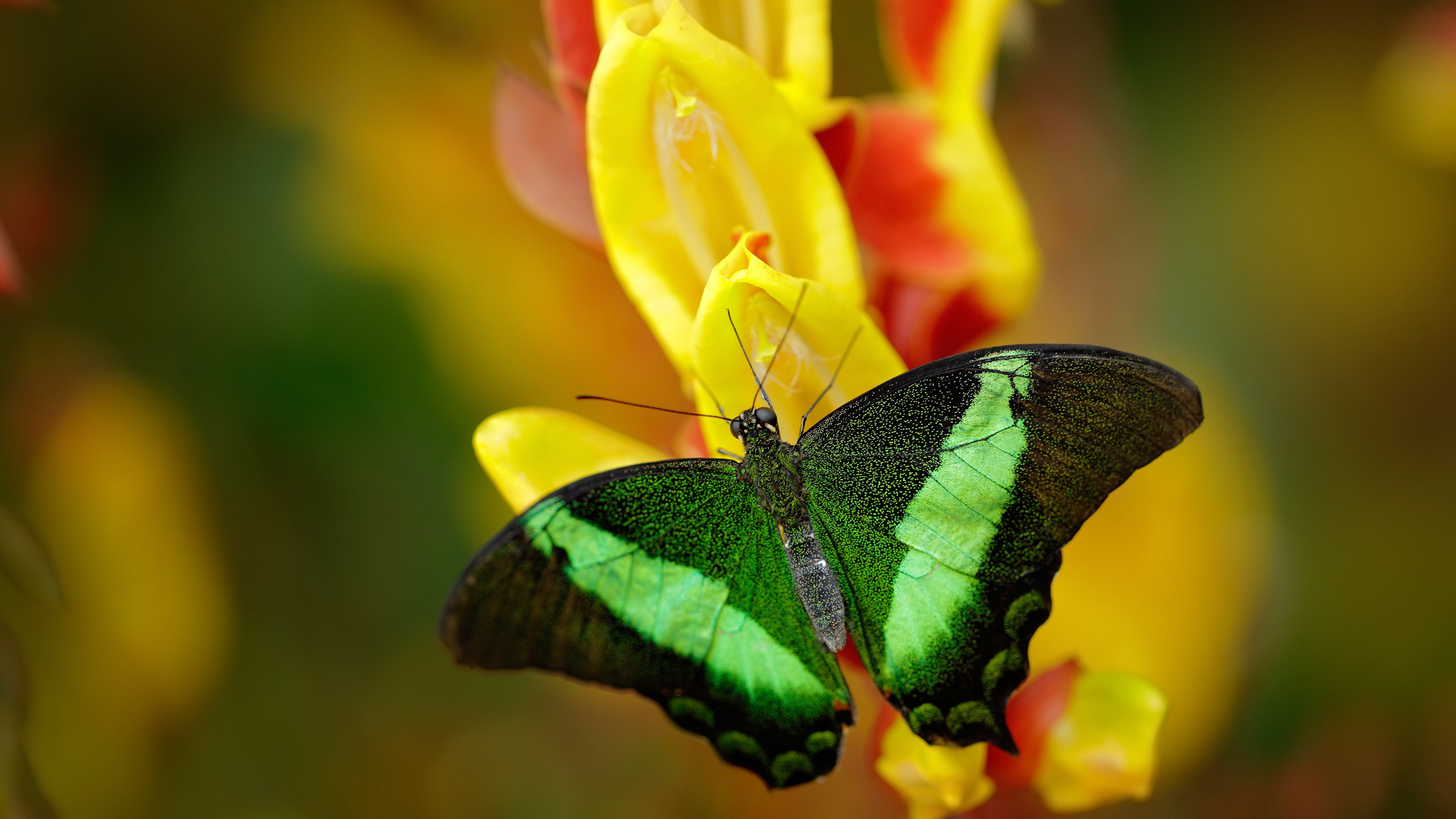 突尼斯踏平智利，萨拉赫成为关键先生