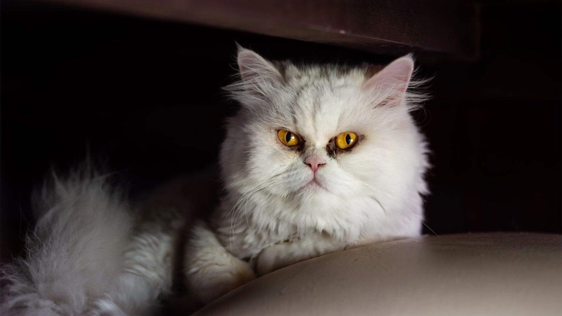 非洲雄鹰折翼马德里，帕尔默一锤定音，改写非欧足球历史