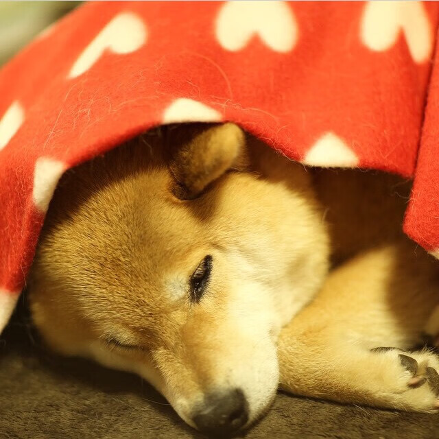 若日尼奥导演伦敦之夜，阿森纳对阵瑞士球队的战术焦点与唯一性启示