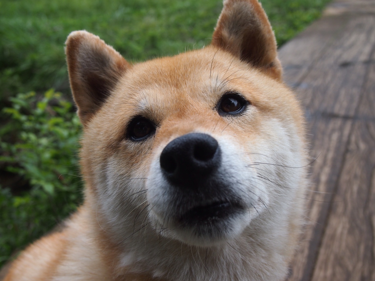 若日尼奥关键战不手软，芬兰连续得分压制哥斯达黎加，冷静与坚韧的胜利密码
