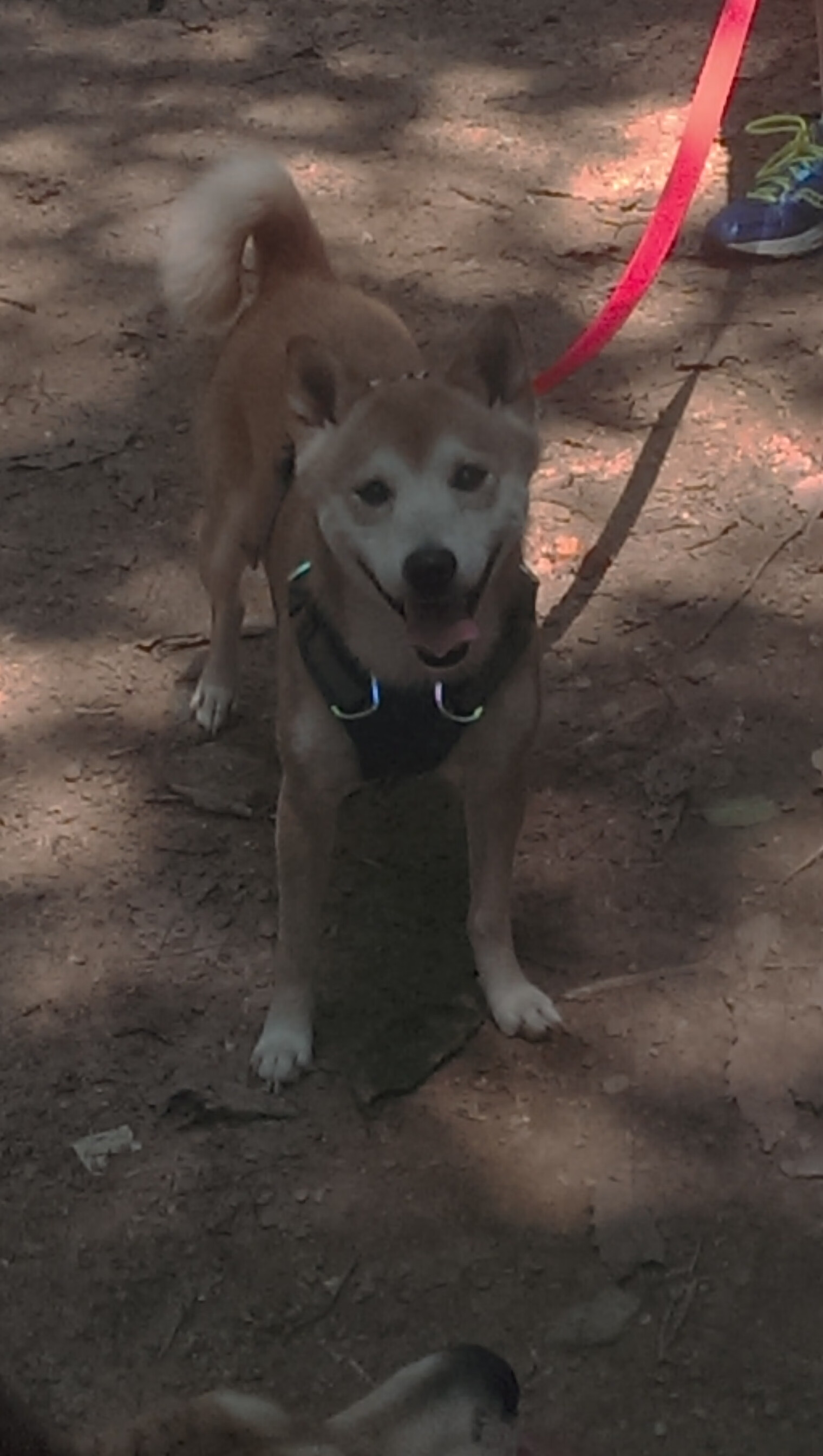 跨越大陆的绿茵传奇，当国际米兰的蓝黑军团对阵埃及文明，马丁内利如何化身现代足球的大场面先生？