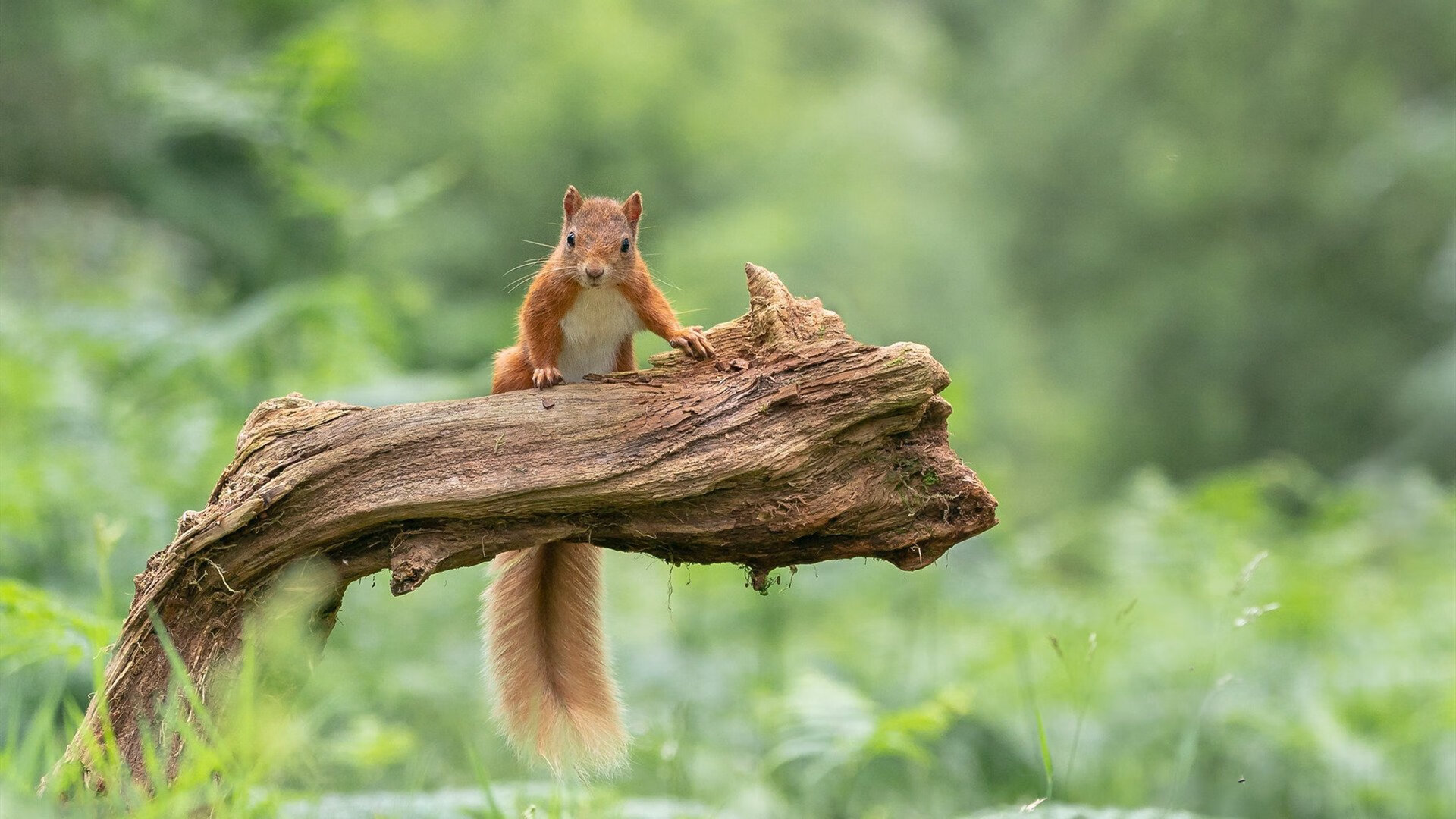 双星闪耀,热火铁血突围,库里接管季后赛的终极艺术
